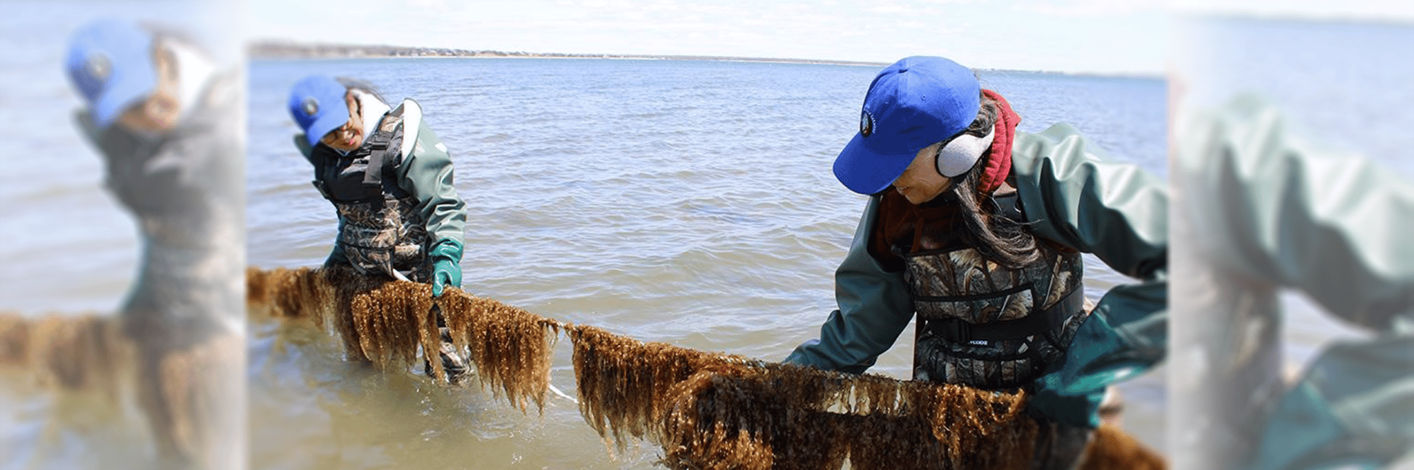 Kelp Hatchery at Hampton Bays