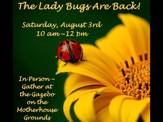 Lady Bug Release